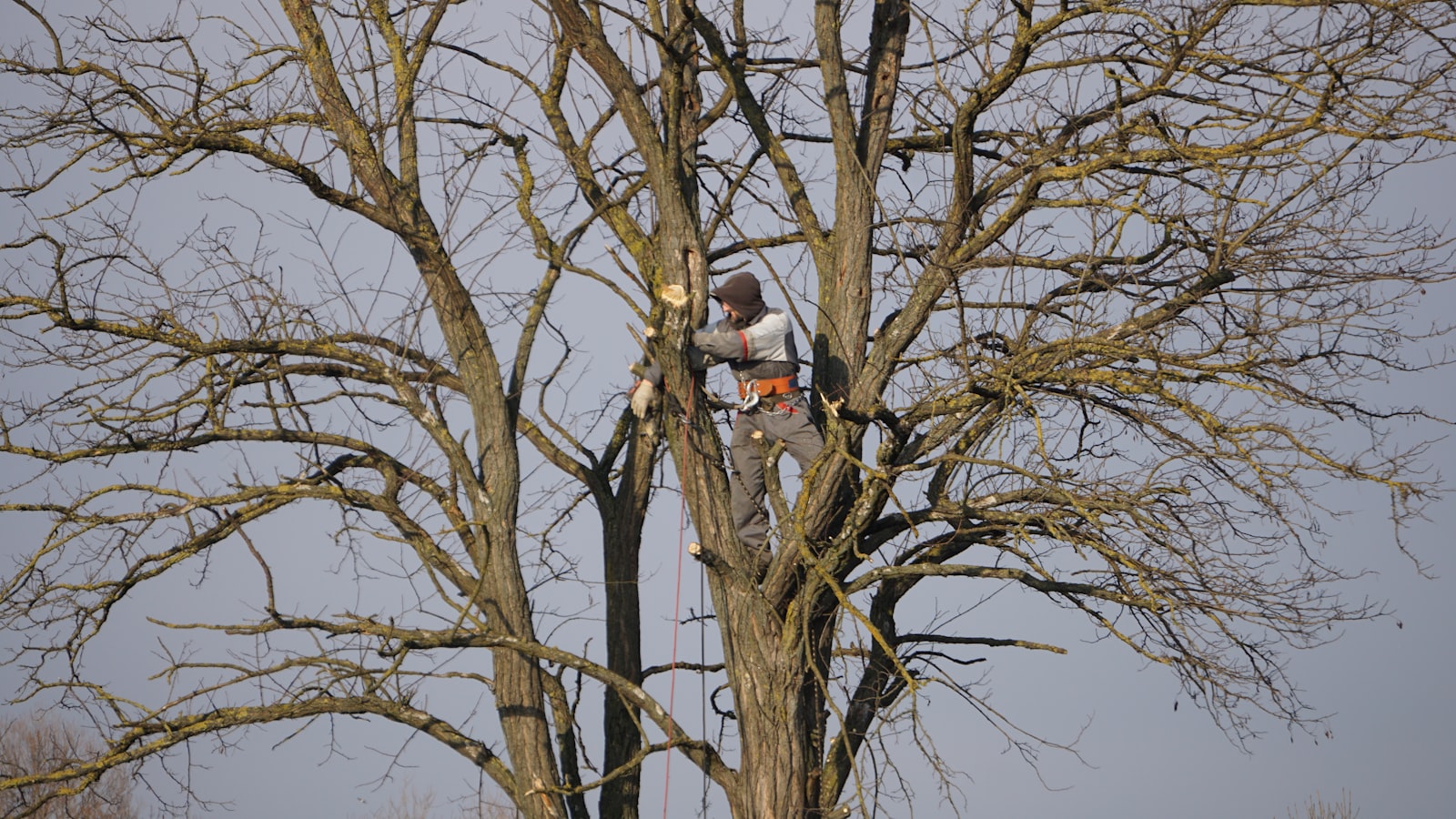 Arboriste avec harnais taillant le haut d'un grand arbre — étêtage par RG Espaces Verts 47